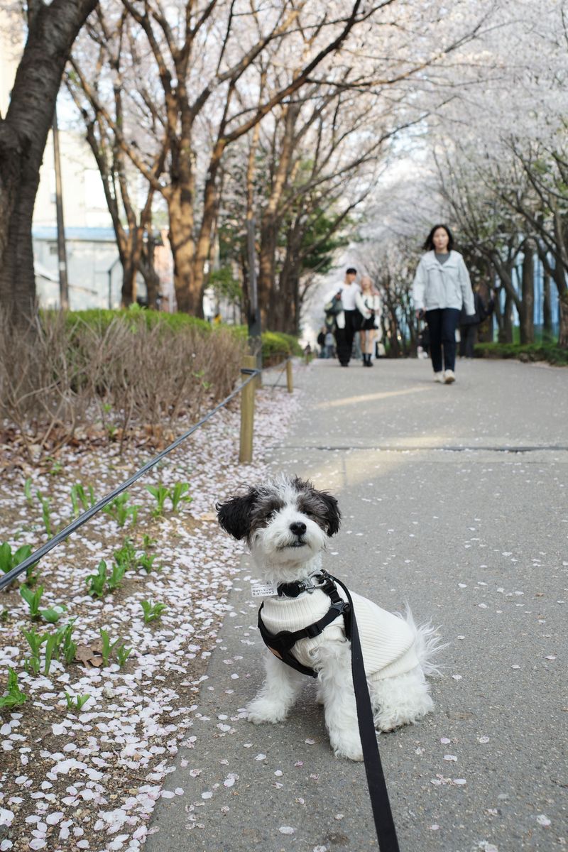 © Eunhye Na - Image from the Very First Blossom photography project