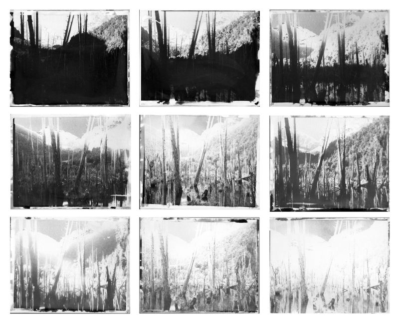 © Rodrigo Vergara - Light study over 48 hours in a cemetery of millennial Alerce trees. Puelo, Chile.