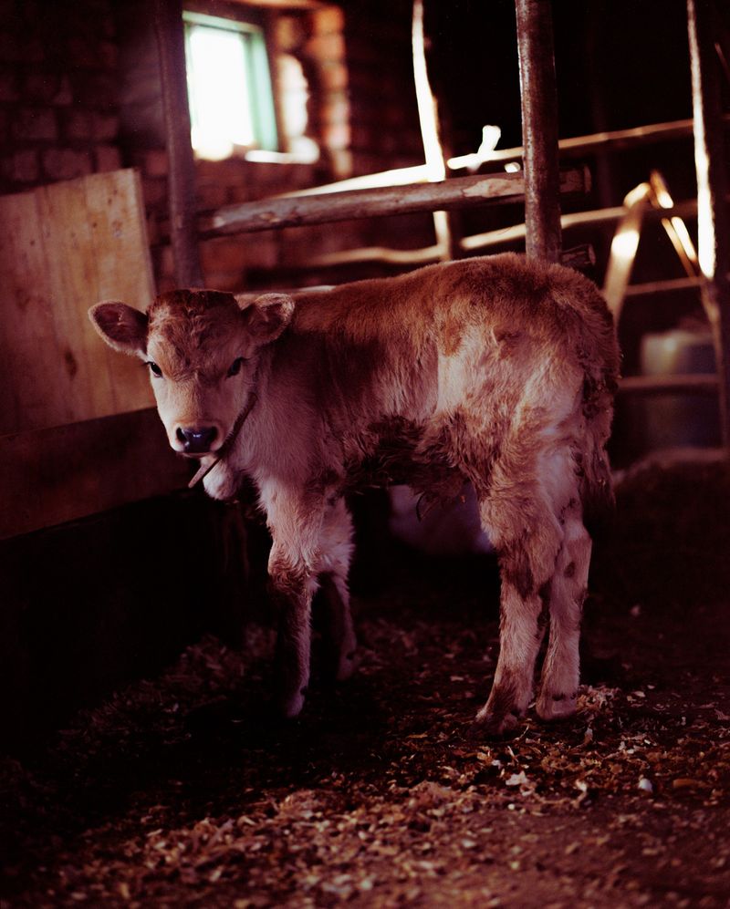 © Svetlana Bulatova - Image from the Forest ranger photography project