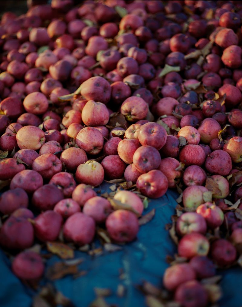 © Svetlana Bulatova - Image from the Forest ranger photography project
