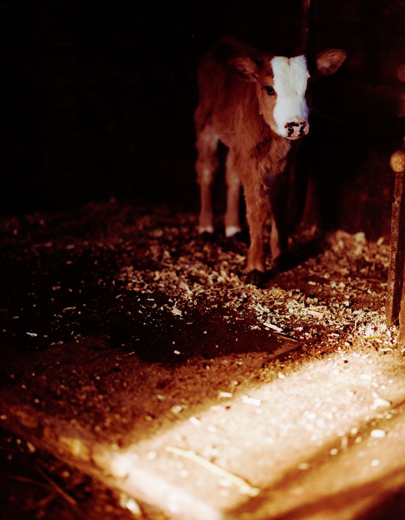 © Svetlana Bulatova - Image from the Forest ranger photography project