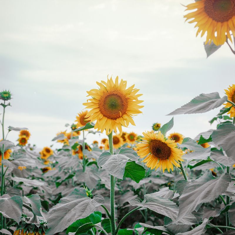 © Svetlana Bulatova - Image from the Archipelago photography project