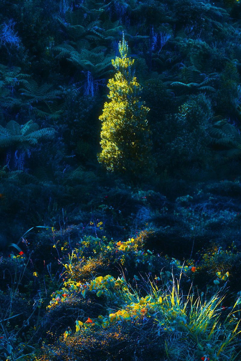 © Stephanie O'Connor - Image from the All stars stand close in summer air photography project