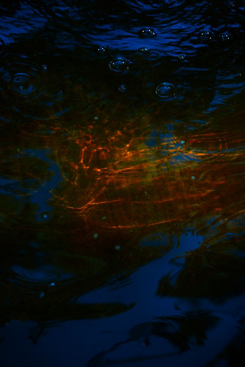 © Stephanie O'Connor - Image from the Under the weight of flowers photography project