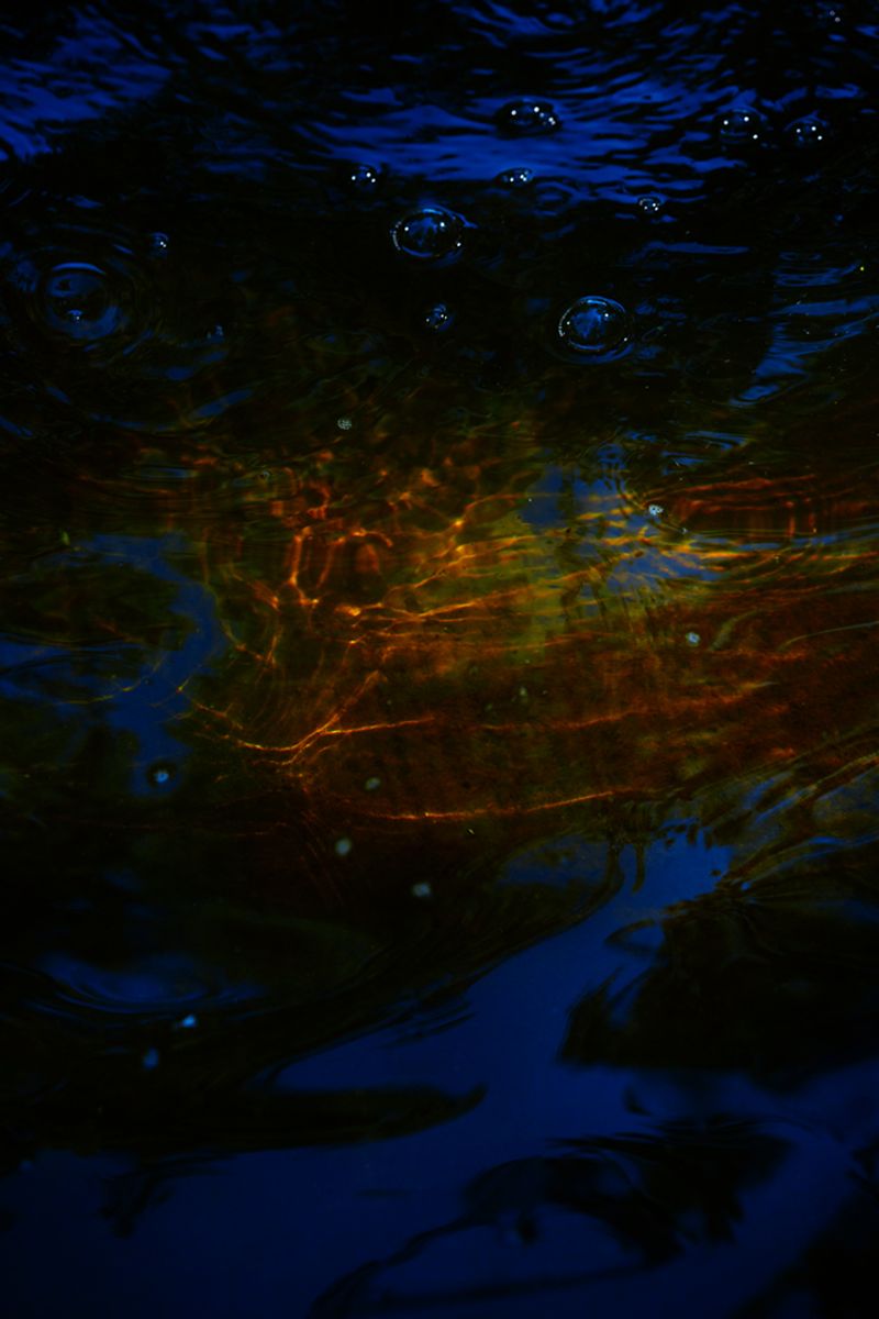 © Stephanie O'Connor - Image from the Under the weight of flowers photography project