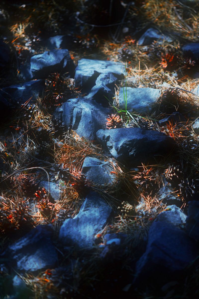 © Stephanie O'Connor - Image from the Under the weight of flowers photography project