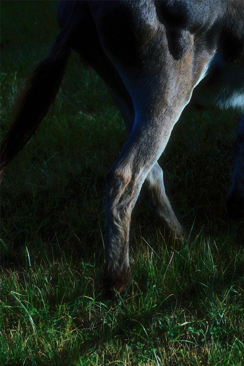 © Stephanie O'Connor - Image from the Under the weight of flowers photography project