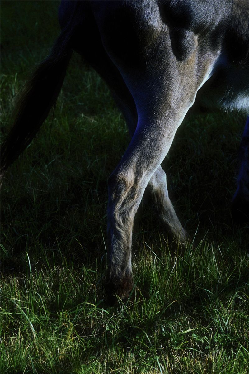 © Stephanie O'Connor - Image from the Under the weight of flowers photography project