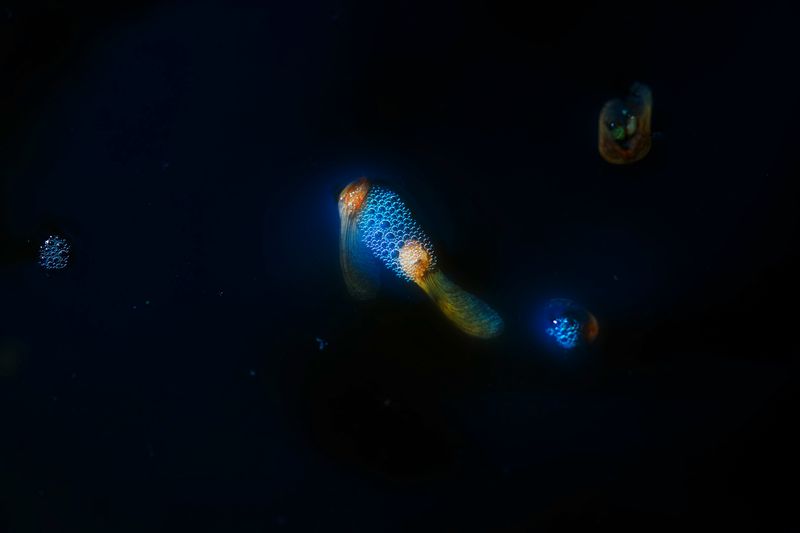 © Stephanie O'Connor - Image from the Under the weight of flowers photography project