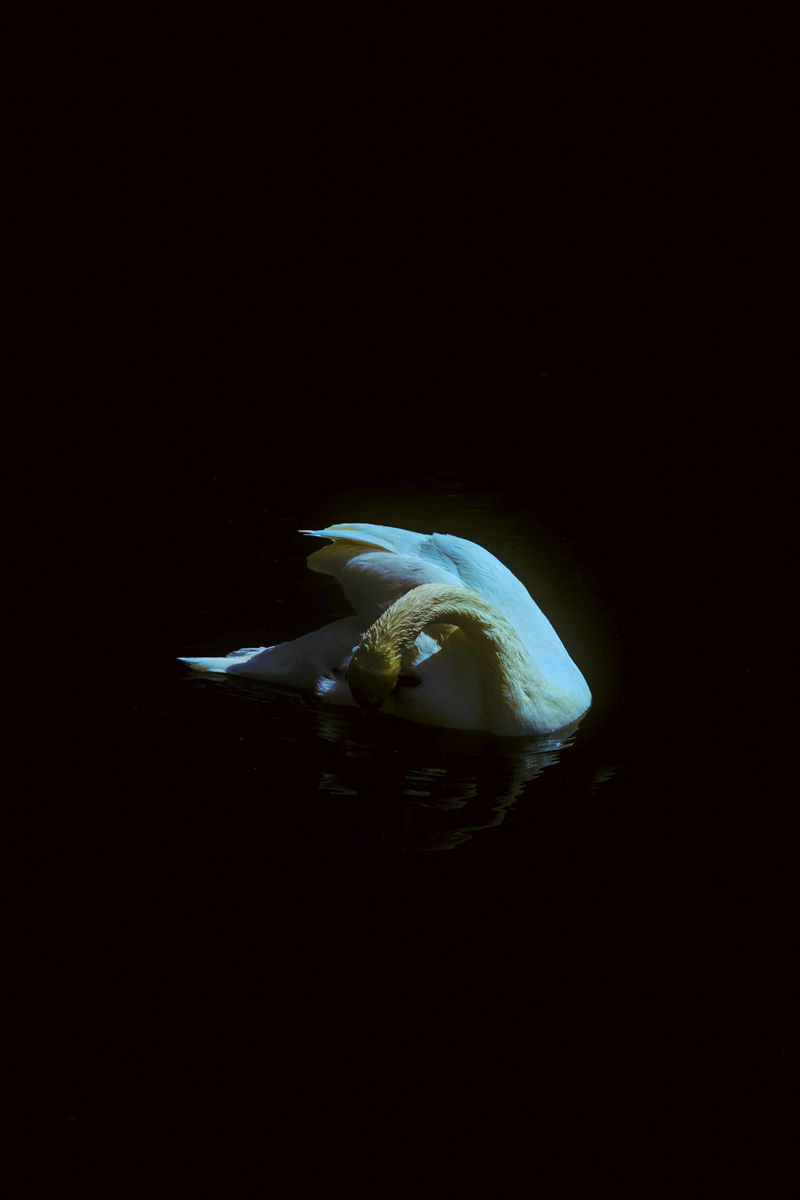 © Stephanie O'Connor - Image from the Under the weight of flowers photography project