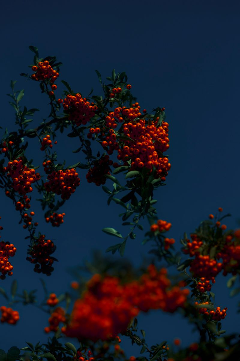 © Stephanie O'Connor - Image from the Under the weight of flowers photography project