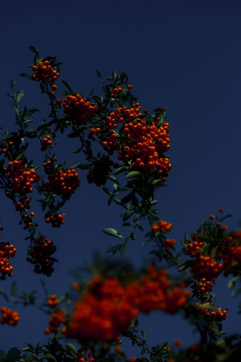 © Stephanie O'Connor - Image from the Under the weight of flowers photography project
