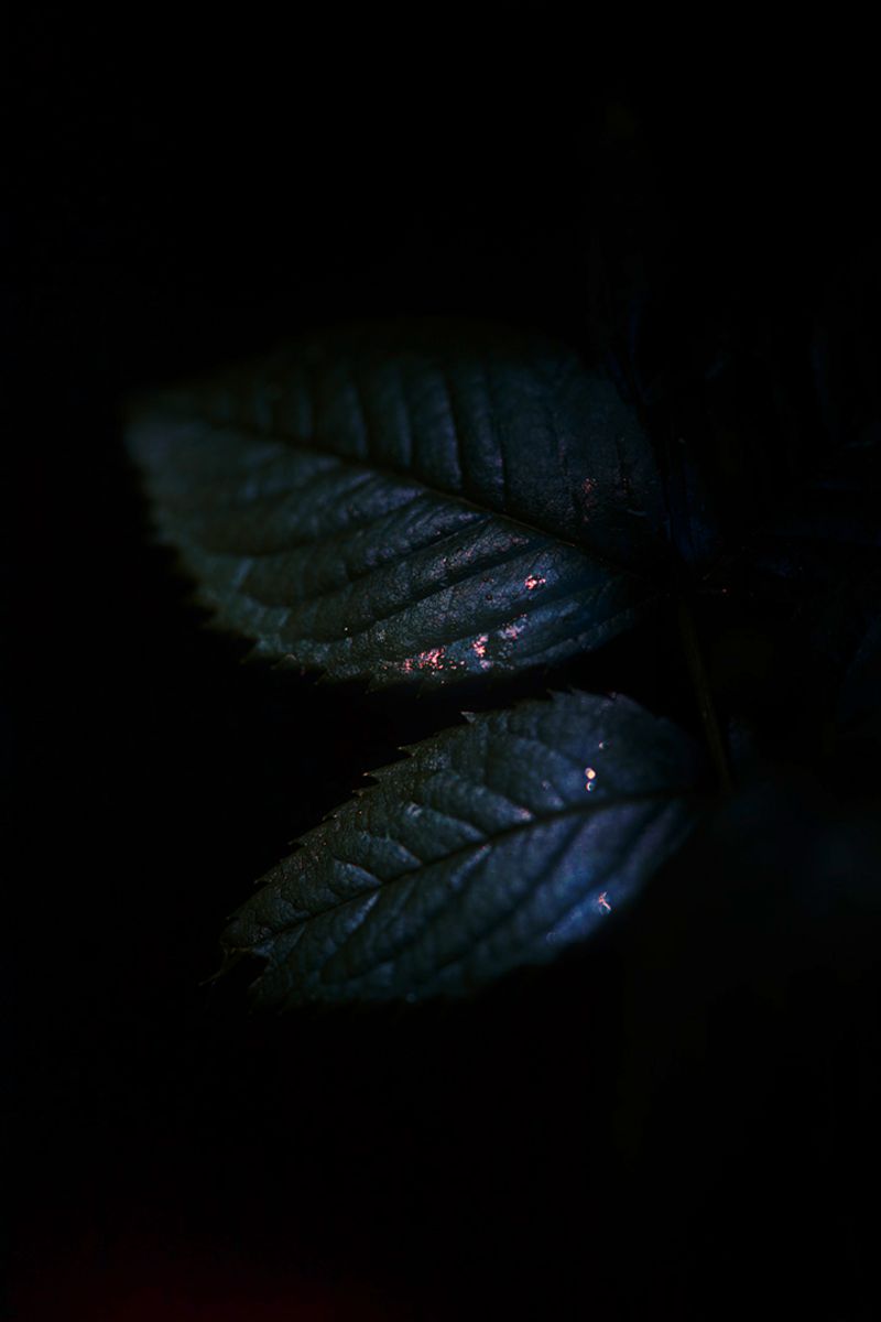 © Stephanie O'Connor - Image from the Under the weight of flowers photography project