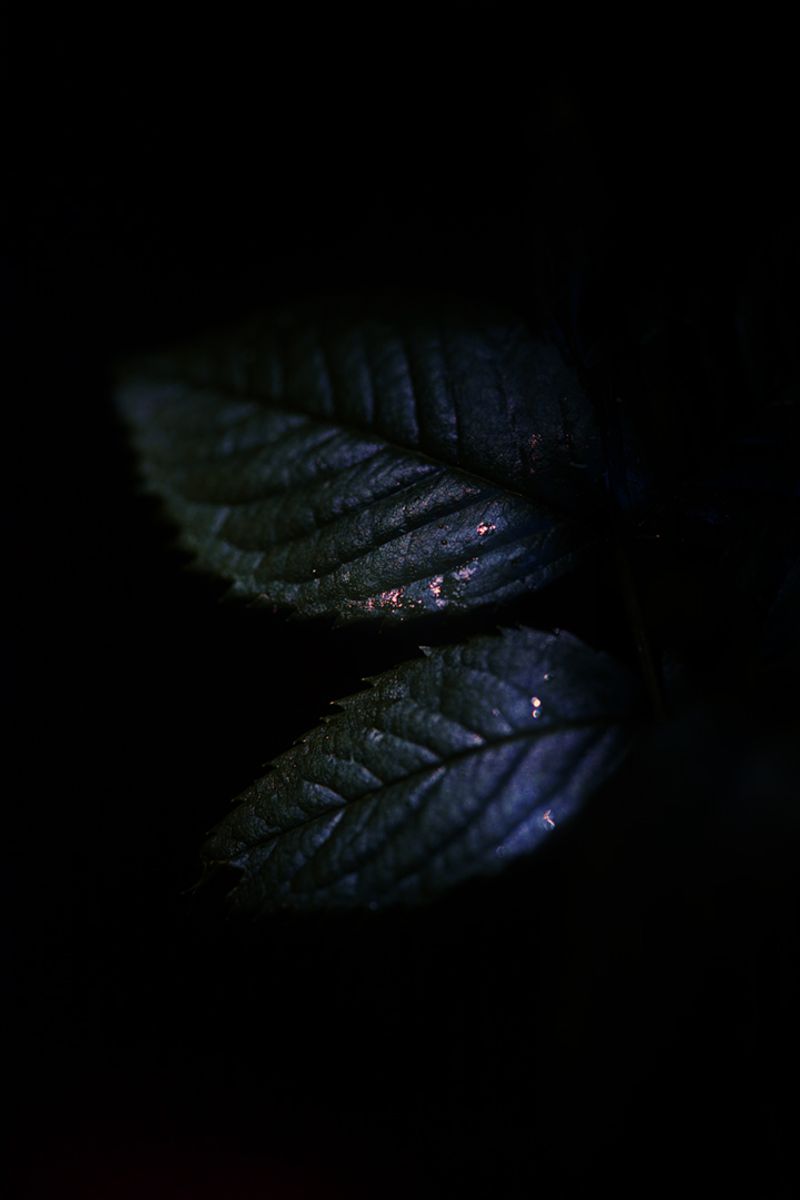 © Stephanie O'Connor - Image from the Under the weight of flowers photography project