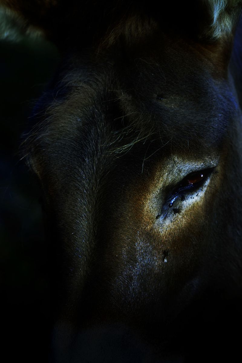 © Stephanie O'Connor - Image from the Under the weight of flowers photography project