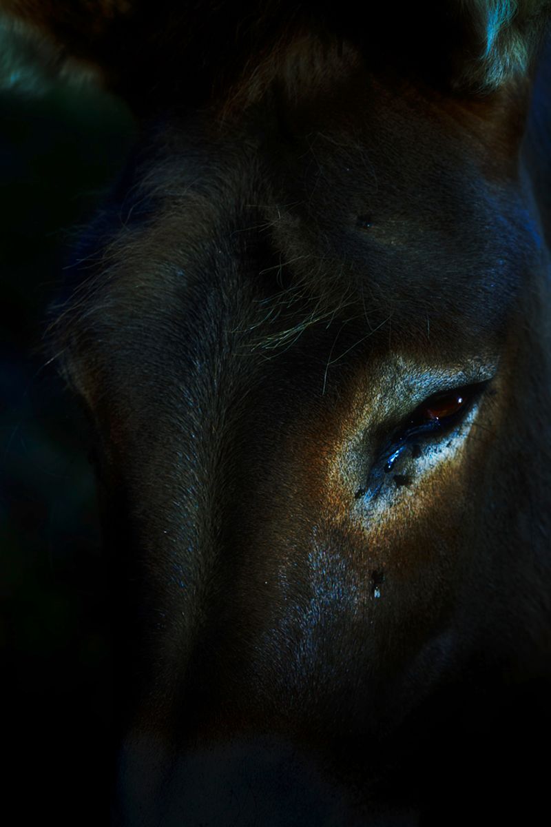 © Stephanie O'Connor - Image from the Under the weight of flowers photography project