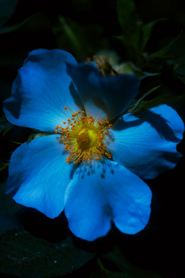 © Stephanie O'Connor - Image from the Under the weight of flowers photography project