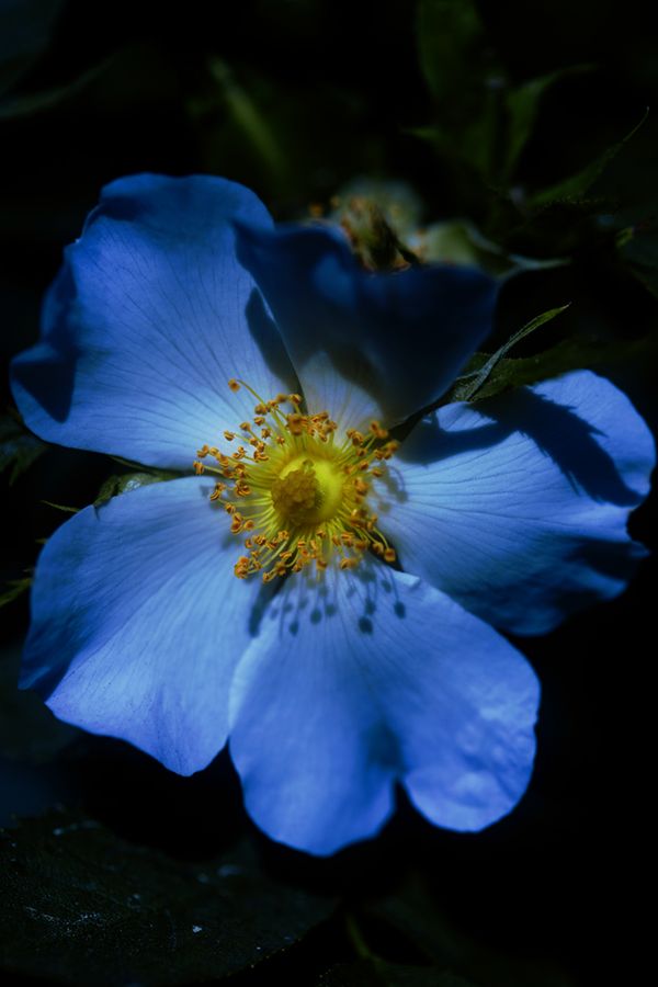 © Stephanie O'Connor - Image from the Under the weight of flowers photography project