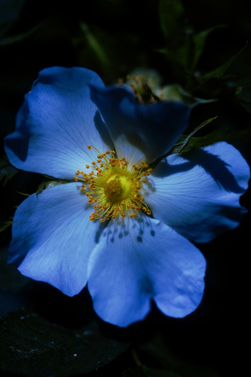 © Stephanie O'Connor - Image from the Under the weight of flowers photography project