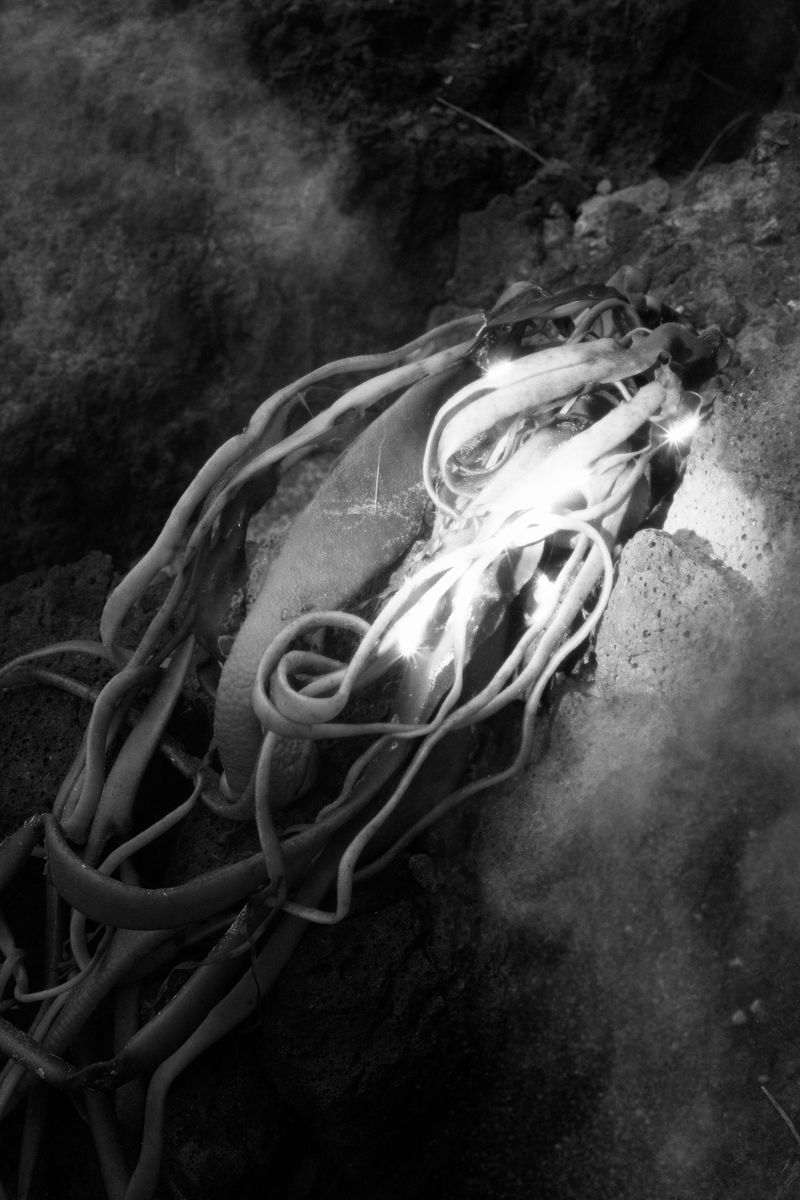 © Stephanie O'Connor - Image from the The waves came in like horses photography project