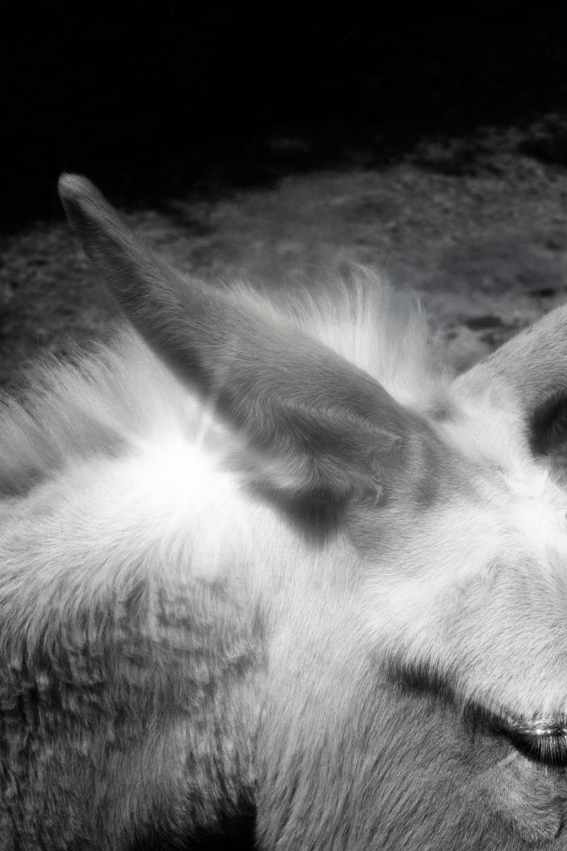 © Stephanie O'Connor - Image from the The waves came in like horses photography project