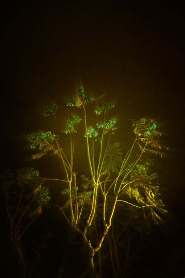 © Stephanie O'Connor - Image from the Yellow rattle photography project