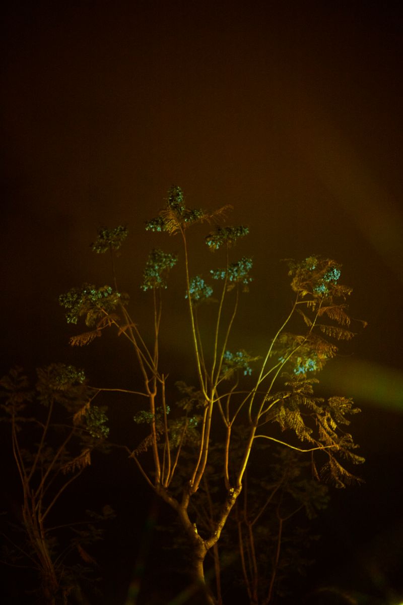 © Stephanie O'Connor - Image from the Yellow rattle photography project