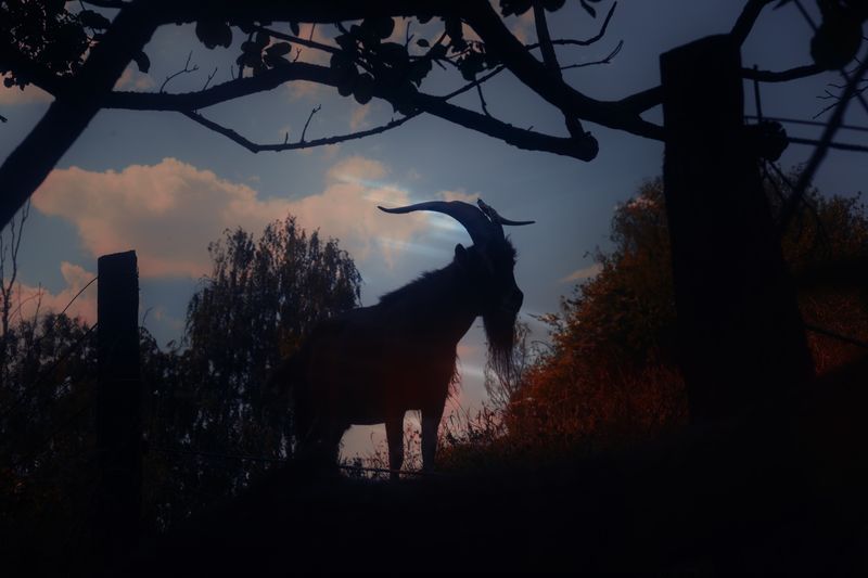© Stephanie O'Connor - Image from the Reigning toward Aries photography project