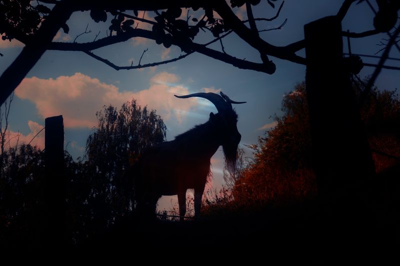 © Stephanie O'Connor - Image from the Reigning toward Aries photography project