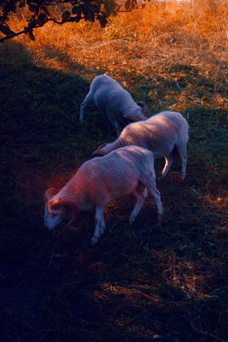 © Stephanie O'Connor - Image from the Reigning toward Aries photography project