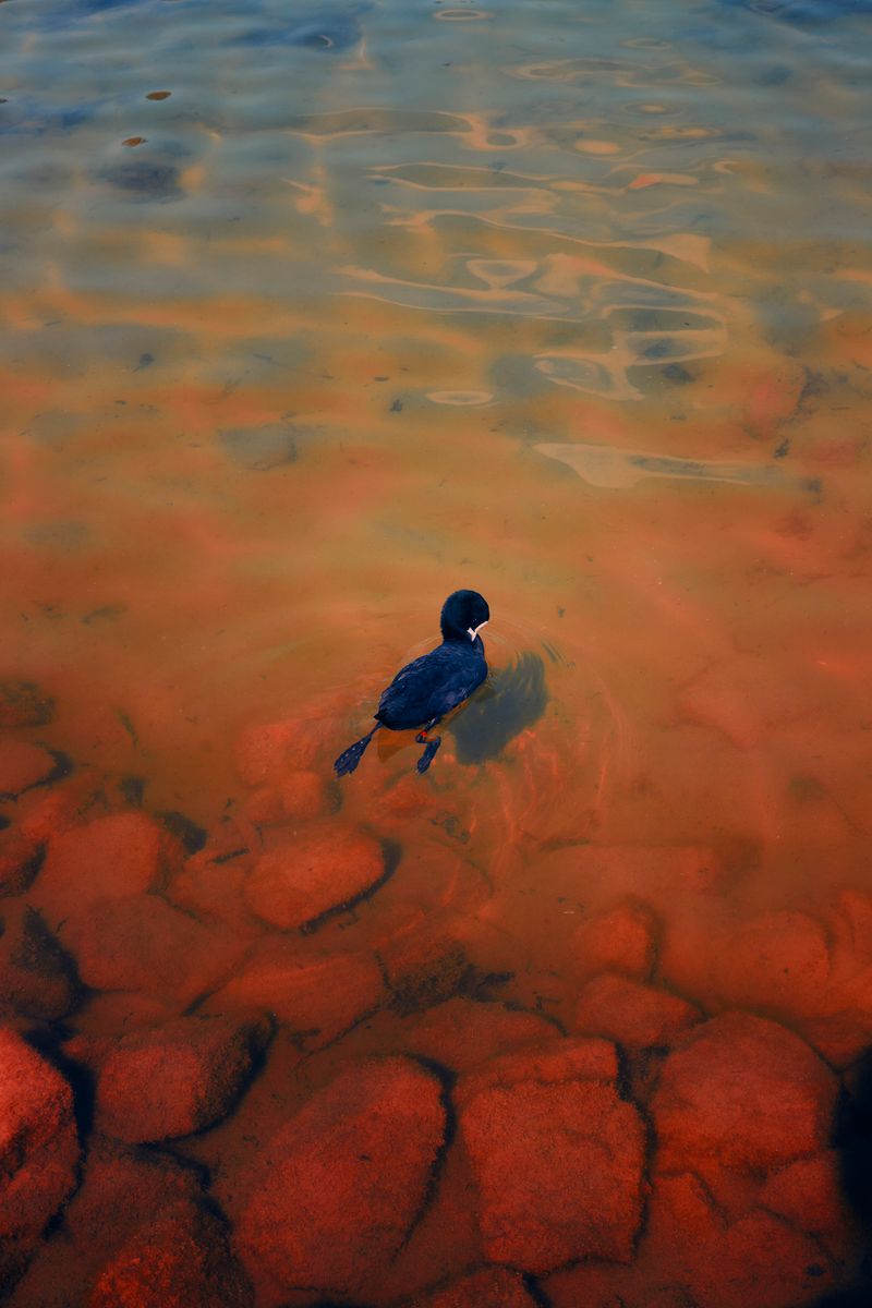 © Stephanie O'Connor - Image from the Reigning toward Aries photography project