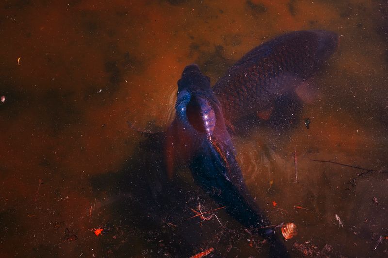 © Stephanie O'Connor - Image from the Reigning toward Aries photography project