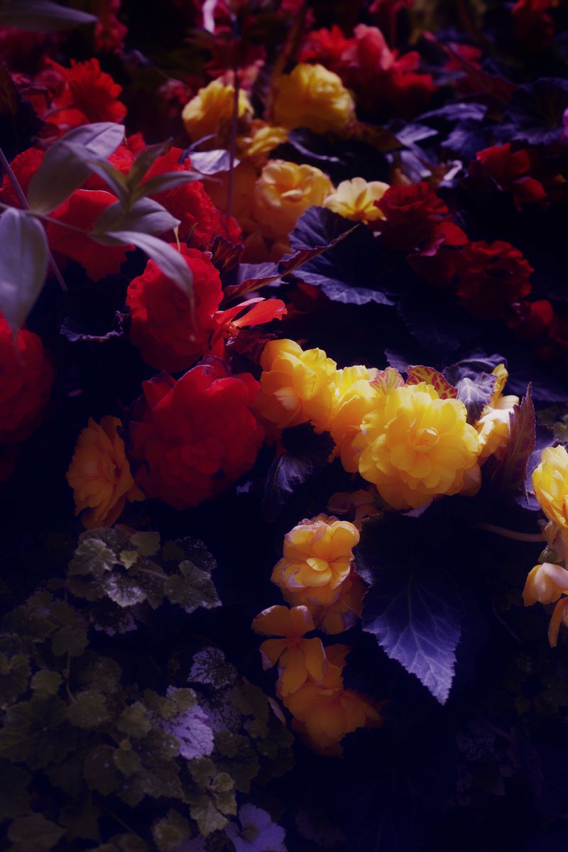© Stephanie O'Connor - Image from the Reigning toward Aries photography project