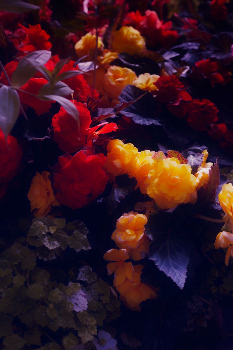 © Stephanie O'Connor - Image from the Reigning toward Aries photography project