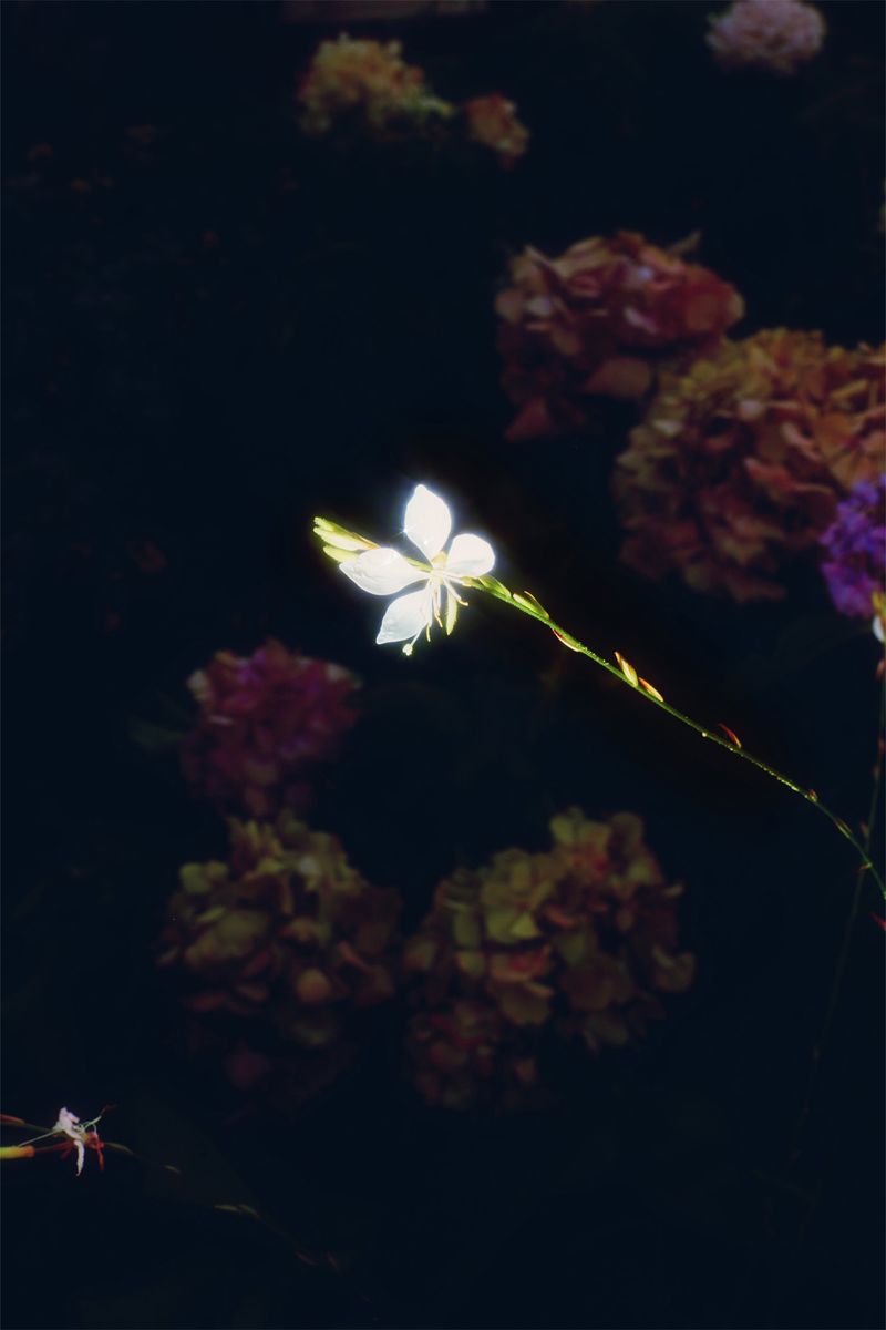 © Stephanie O'Connor - Image from the Never tire of looking at the stars photography project