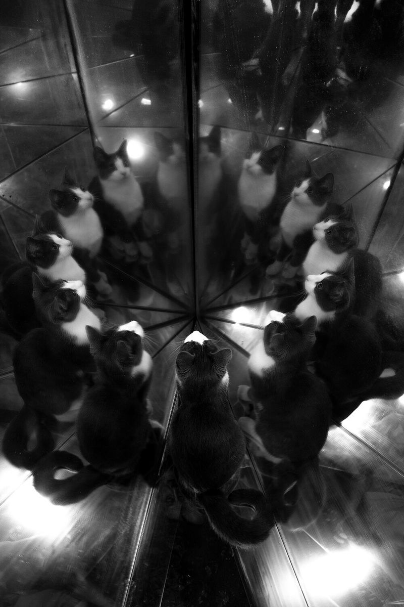 © Patricia Voulgaris - Image from the The Hunter photography project