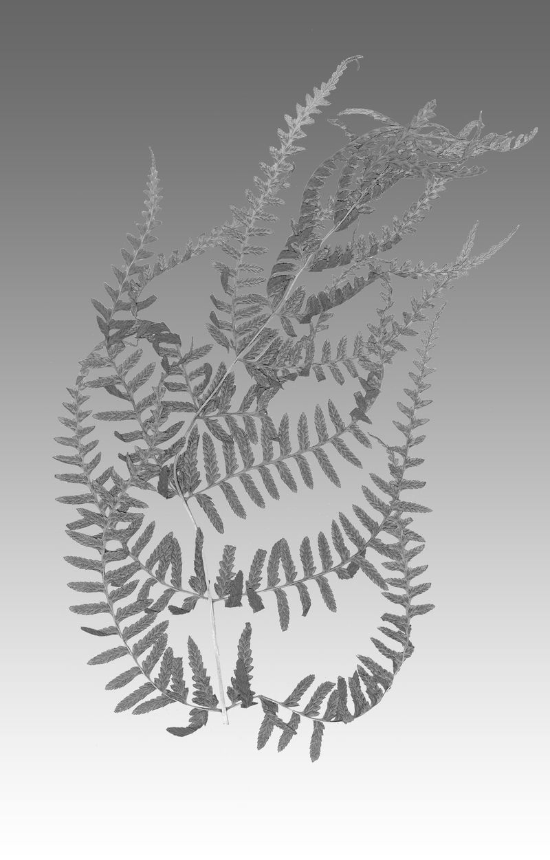 © Liz Orton - Diplazium laffanianum 1985, Bermuda. Extinct in the wild.