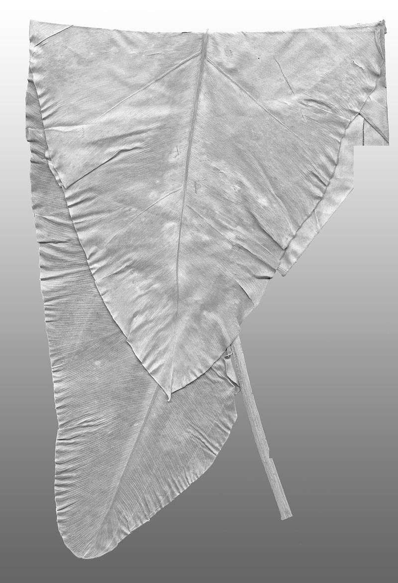 © Liz Orton - Philodendron williamsii 1870, Brazil. Bahia. Vulnerable.