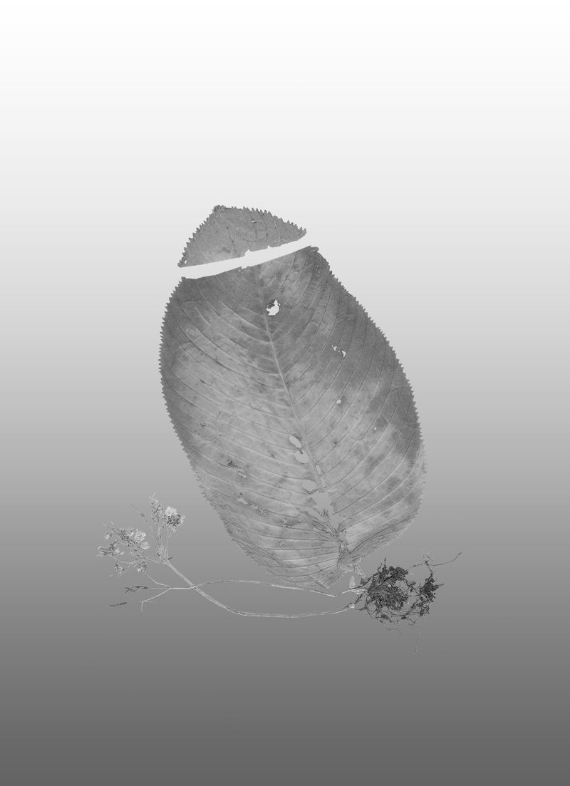 © Liz Orton - Streptocarpus burttianus, 1990, Tanzania. Nguru Mountains in Morogoro District. Critically endangered.