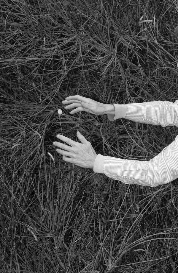 © Liz Orton - Image from the Herbarium of Extinction photography project