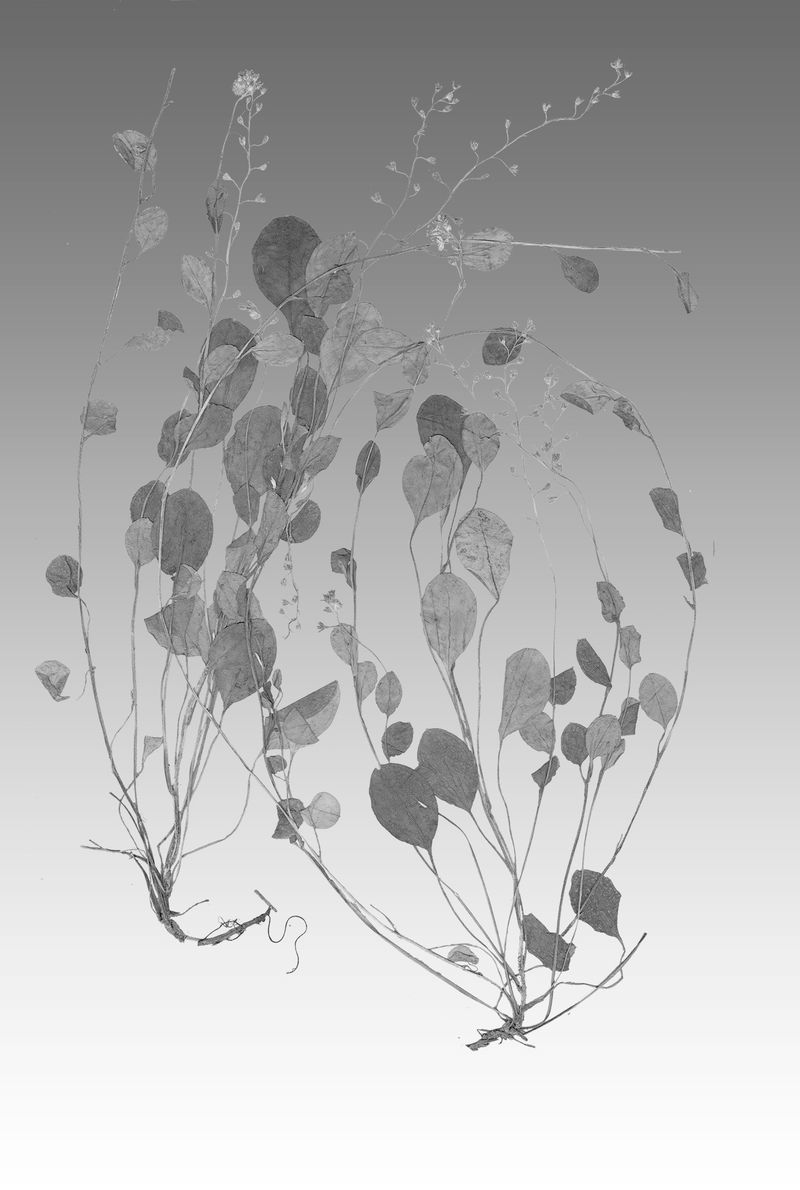 © Liz Orton - Myosotis petiolata, about 1866, New Zealand. Rare/extinct?