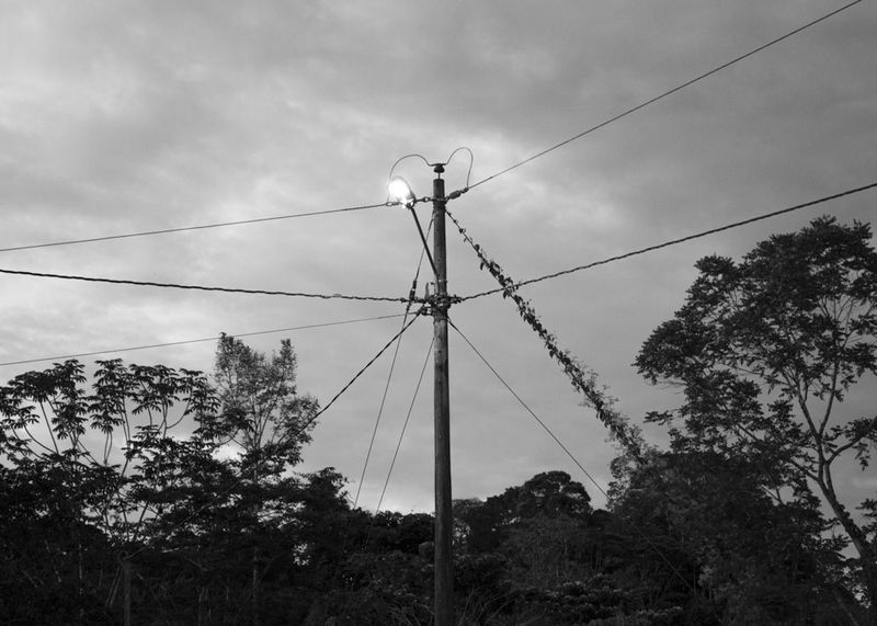 © Daniela Beltran B. - Power lines, a light bulb, and the moving forest.