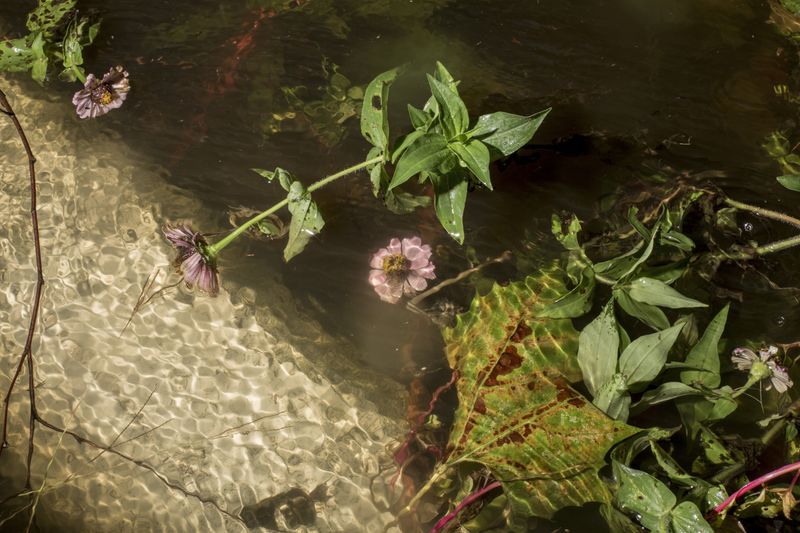 © Bryan Anselm - Image from the Between the Wood and Tide photography project