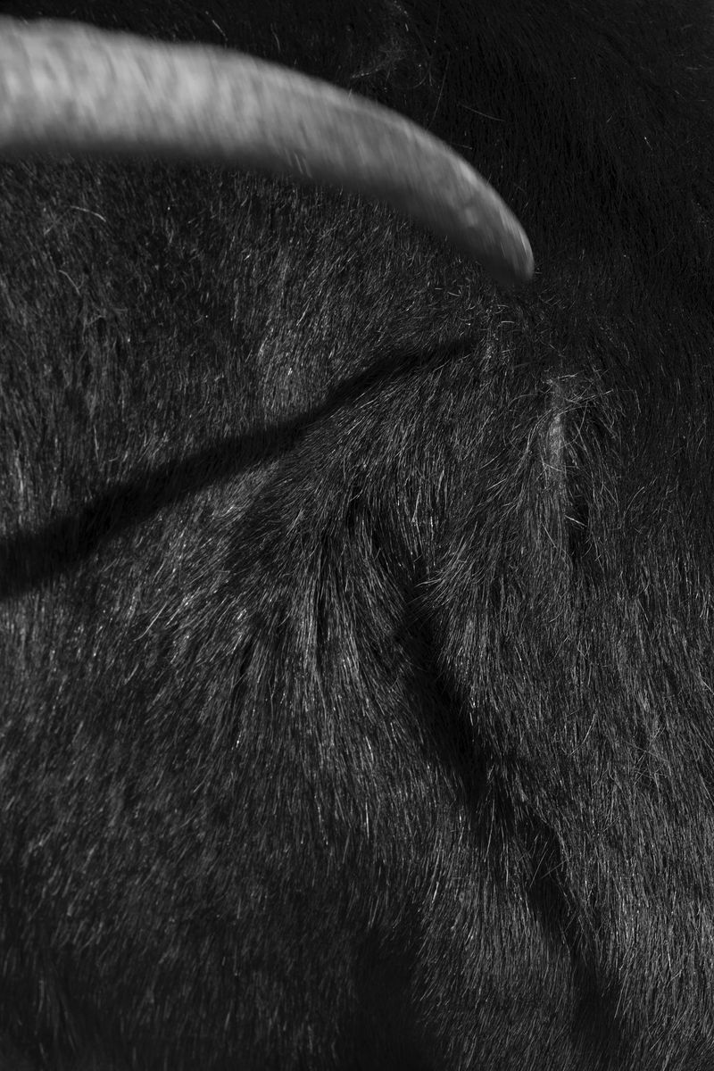 © Giulia Madiai - Goat’s horns