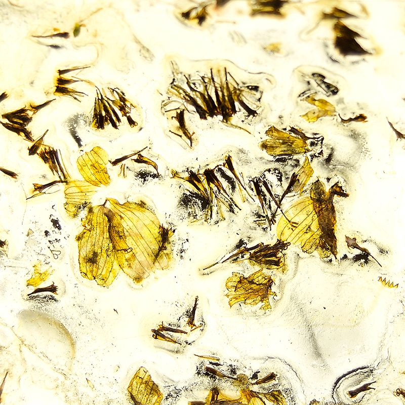 © Cecilia Hurtado - 2018