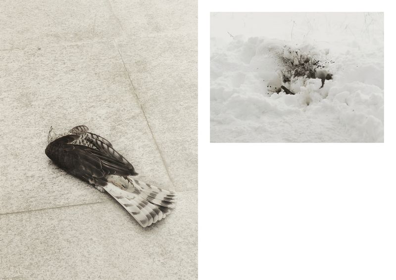 © Nina Viviana Cangialosi - 1. Dead Saker falcon - 2. Black ashes on white