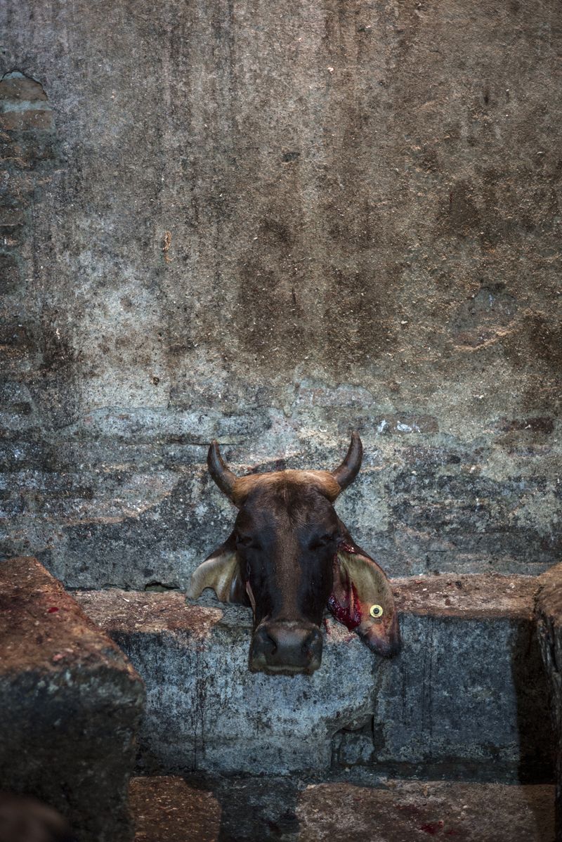 © Luis Cobelo - Just the head