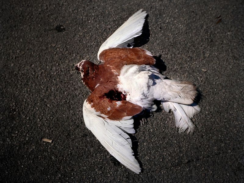 © Nadia Shira Cohen - Image from the Brutto Male photography project