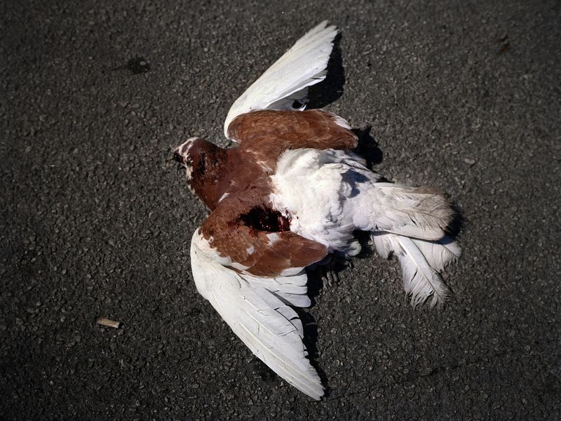 © Nadia Shira Cohen - Image from the Brutto Male photography project