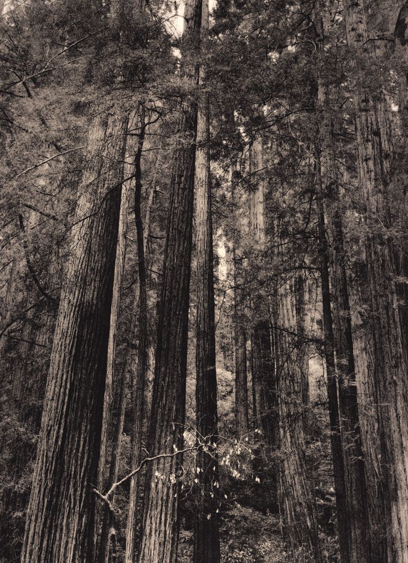 © Eli Geller - "Empire #1", Muir Woods, California, 2016